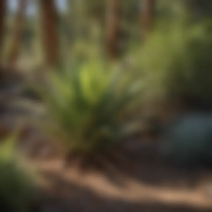 An overview of Nevada's diverse plant species in their natural habitat.