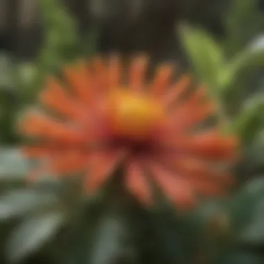 Close-up of a native flower with intricate details