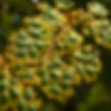 The Intricacies of Nomadic Oak Close-up of nomadic oak leaves highlighting their unique structure and texture