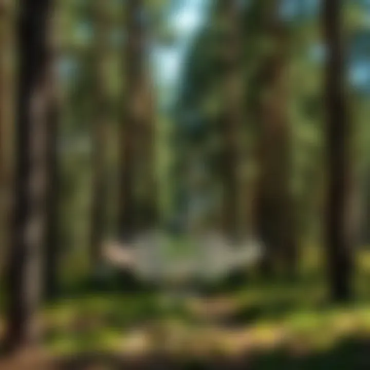 Diagram illustrating the ecological benefits of North Fork Pine in woodland ecosystems