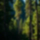 North Fork Pine forest showcasing its majestic height and lush greenery