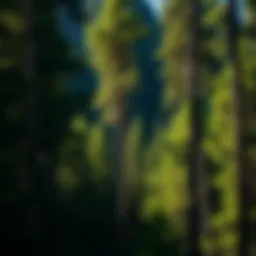 North Fork Pine forest showcasing its majestic height and lush greenery