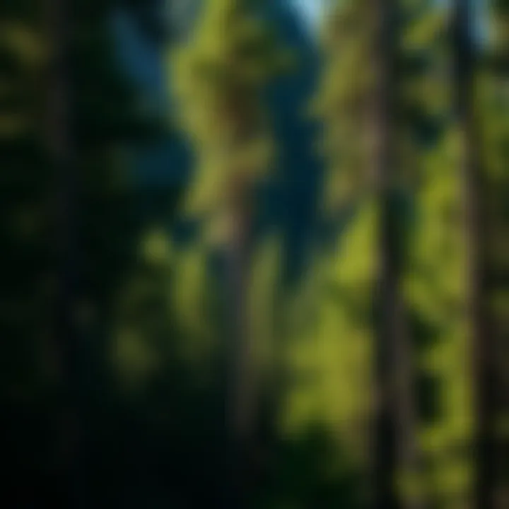 North Fork Pine forest showcasing its majestic height and lush greenery