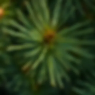 Close-up of North Fork Pine needles highlighting their unique texture and form