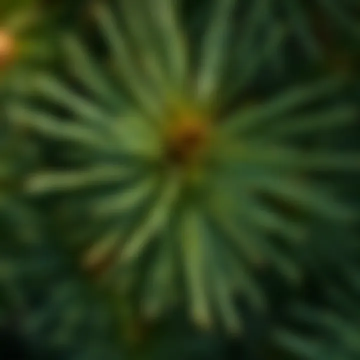 Close-up of North Fork Pine needles highlighting their unique texture and form