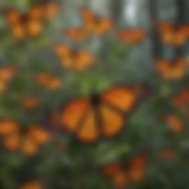 Lifecycle stages of a monarch butterfly on a vibrant background