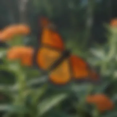 Monarch butterfly perched on a milkweed plant