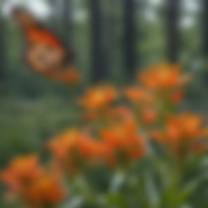 Close-up of orange butterfly milkweed flowers attracting pollinators