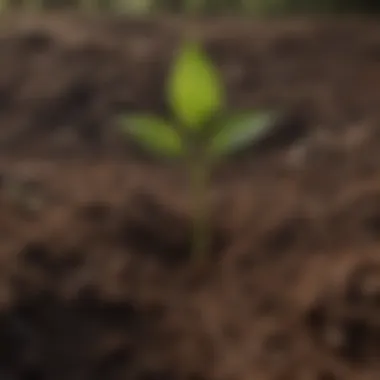 Close-up of a small sapling being planted in rich soil