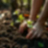 A young sapling being planted in rich soil