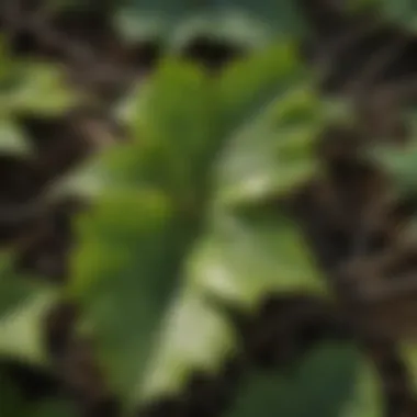 Close-up of poison ivy leaves with urushiol resin