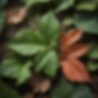 Close-up of poison ivy leaves showcasing their distinctive three-leaf structure.