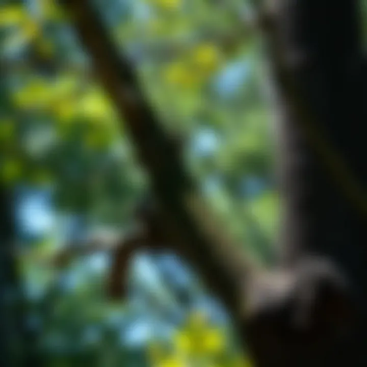 Practical Guide to Limb Trimming in Trees Introduction