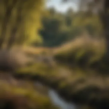 Sustainable management practices for pussywillow