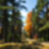 Diverse tree species in a healthy forest ecosystem