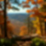 A panoramic view of Sawmill Ridge showcasing its stunning landscape and diverse flora