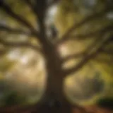 A majestic tree being pruned for health and aesthetics