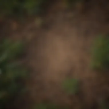 Close-up of pine needles on the ground affecting soil conditions