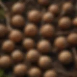 Close-up of stoneseed root capsules highlighting their natural texture