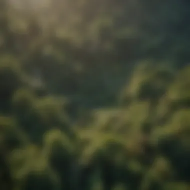 An aerial view of a lush forest showcasing diverse tree species