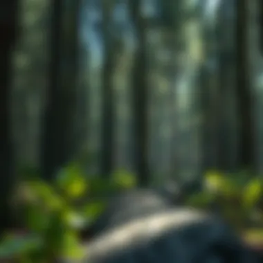 Notable The Application and Benefits of Borate Wood Treatment Spray Notable The Application and Benefits of Borate Wood Treatment Spray