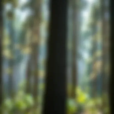 The Application and Benefits of Borate Wood Treatment Spray Summary The Application and Benefits of Borate Wood Treatment Spray Summary