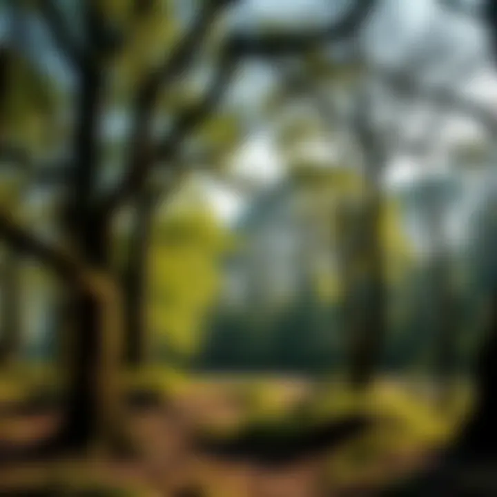 An ancient woodland with pollarded trees, highlighting biodiversity