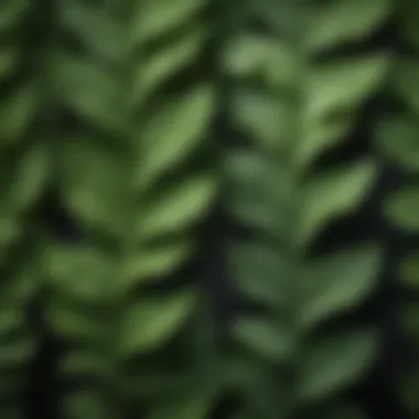 Close-up of hollyhock leaves highlighting their unique texture