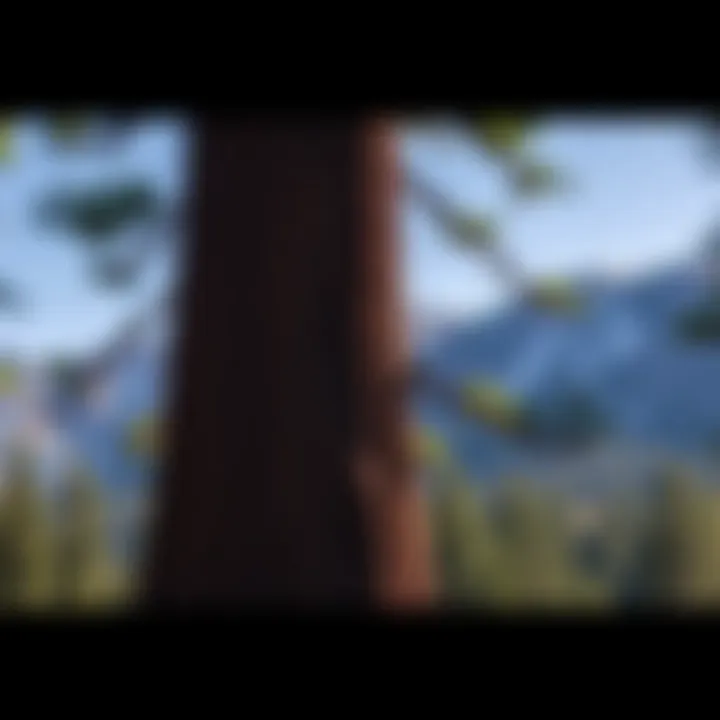 Notable The Establishment of Sequoia National Park: A Historical Perspective