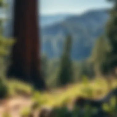 The Establishment of Sequoia National Park: A Historical Perspective Summary