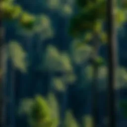 Dense forest impacted by rising carbon levels