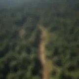 Aerial view of a lush forest juxtaposed with deforested land