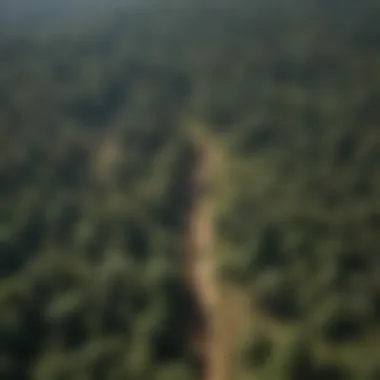 Aerial view of a lush forest juxtaposed with deforested land