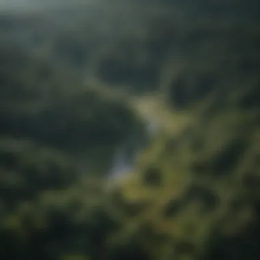 The Expansive Ecosystem: A Forest's Vitality An aerial view of a healthy forest ecosystem showcasing its vastness