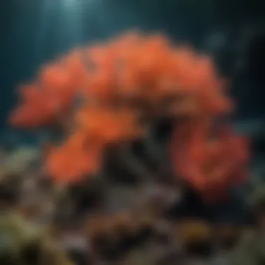 A colorful coral reef affected by rising ocean temperatures