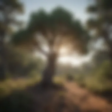 A panoramic view of a natural habitat showcasing a juniper tree surrounded by diverse flora.