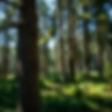 Notable The Legal and Practical Aspects of Cutting Trees on Your Property Notable The Legal and Practical Aspects of Cutting Trees on Your Property