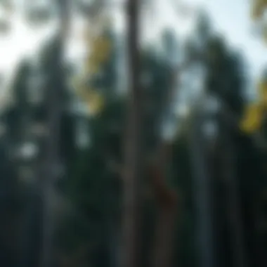 The Legal and Practical Aspects of Cutting Trees on Your Property Summary The Legal and Practical Aspects of Cutting Trees on Your Property Summary