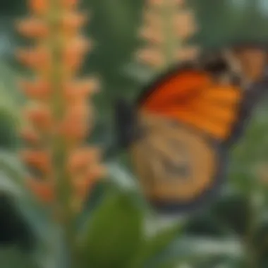 Detailed view of a monarch butterfly on a milkweed plant