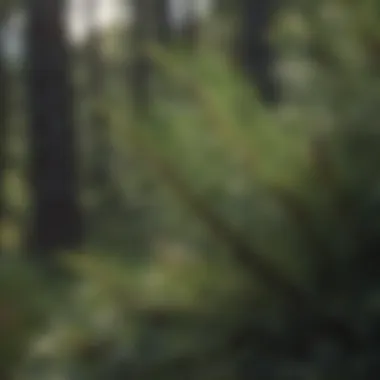 Close-up of Californian pine needles highlighting their unique characteristics.