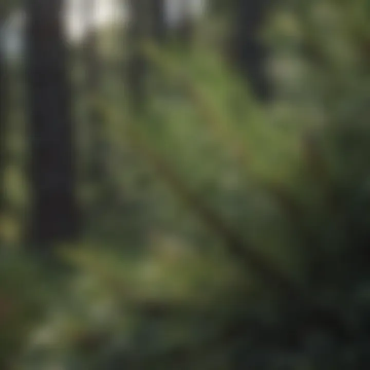 Close-up of Californian pine needles highlighting their unique characteristics.