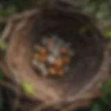 A close-up view of a robin's nest with eggs