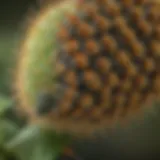 Close-up of a monarch caterpillar showcasing its vibrant coloration.