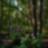 The Role of Natural Herbs in Forestry and Woodland Stewardship Introduction