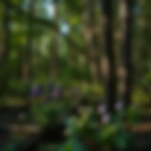The Role of Natural Herbs in Forestry and Woodland Stewardship Introduction
