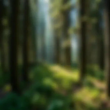 Notable The Role of Natural Herbs in Forestry and Woodland Stewardship Notable The Role of Natural Herbs in Forestry and Woodland Stewardship