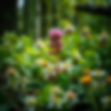 The Role of Natural Herbs in Forestry and Woodland Stewardship Summary The Role of Natural Herbs in Forestry and Woodland Stewardship Summary