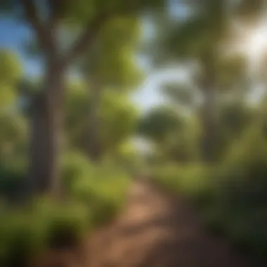 Lush Habitat of Cottonwood Trees Cottonwood tree in its natural habitat showcasing lush greenery
