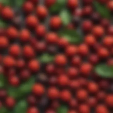 A collection of teaberry berries, highlighting their rich color