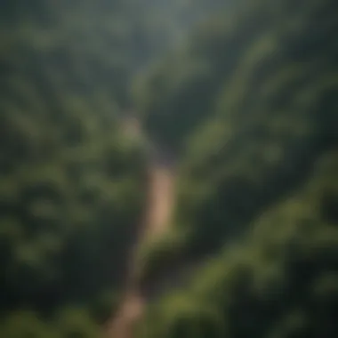 Aerial view of a lush forest representing timber resources